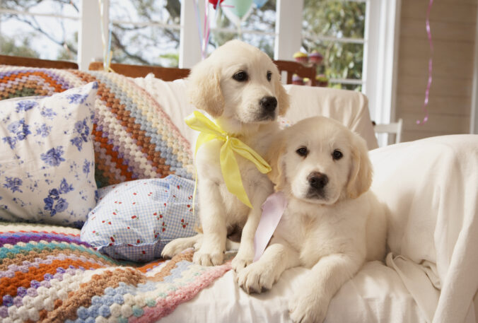 Two dogs sitting on sofa