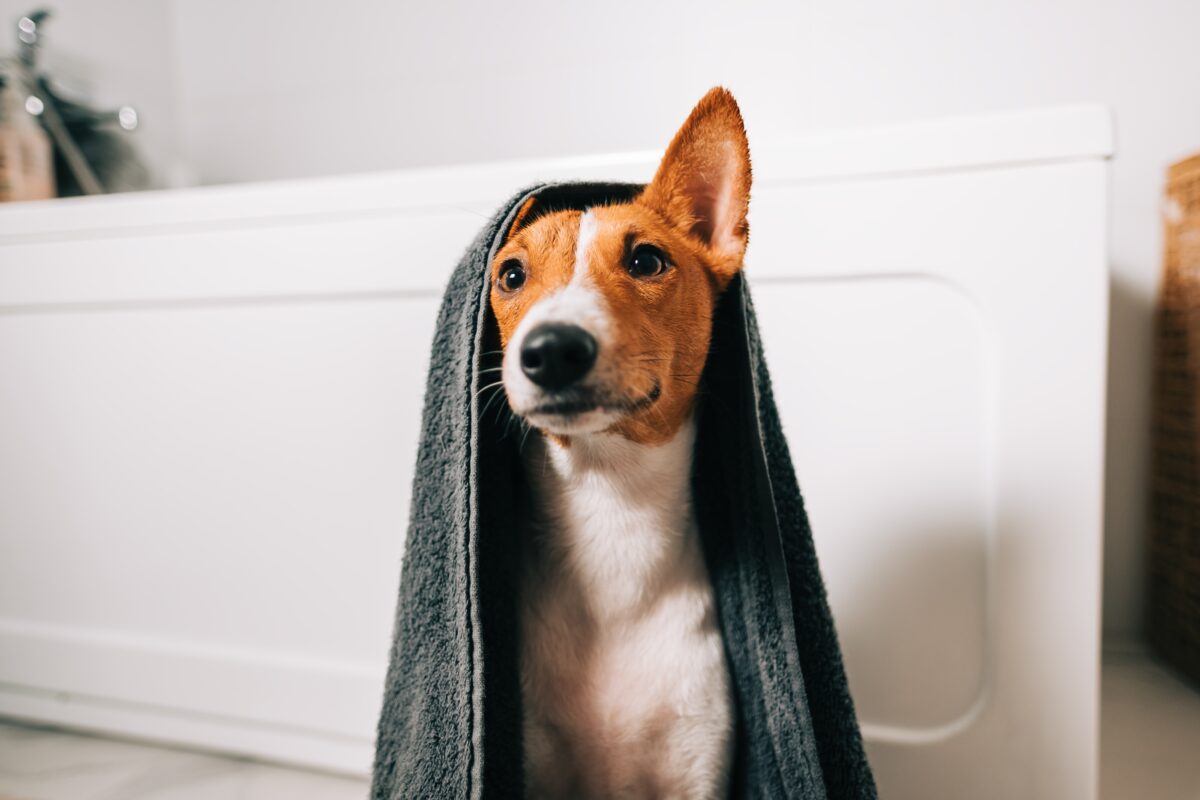 Basenji