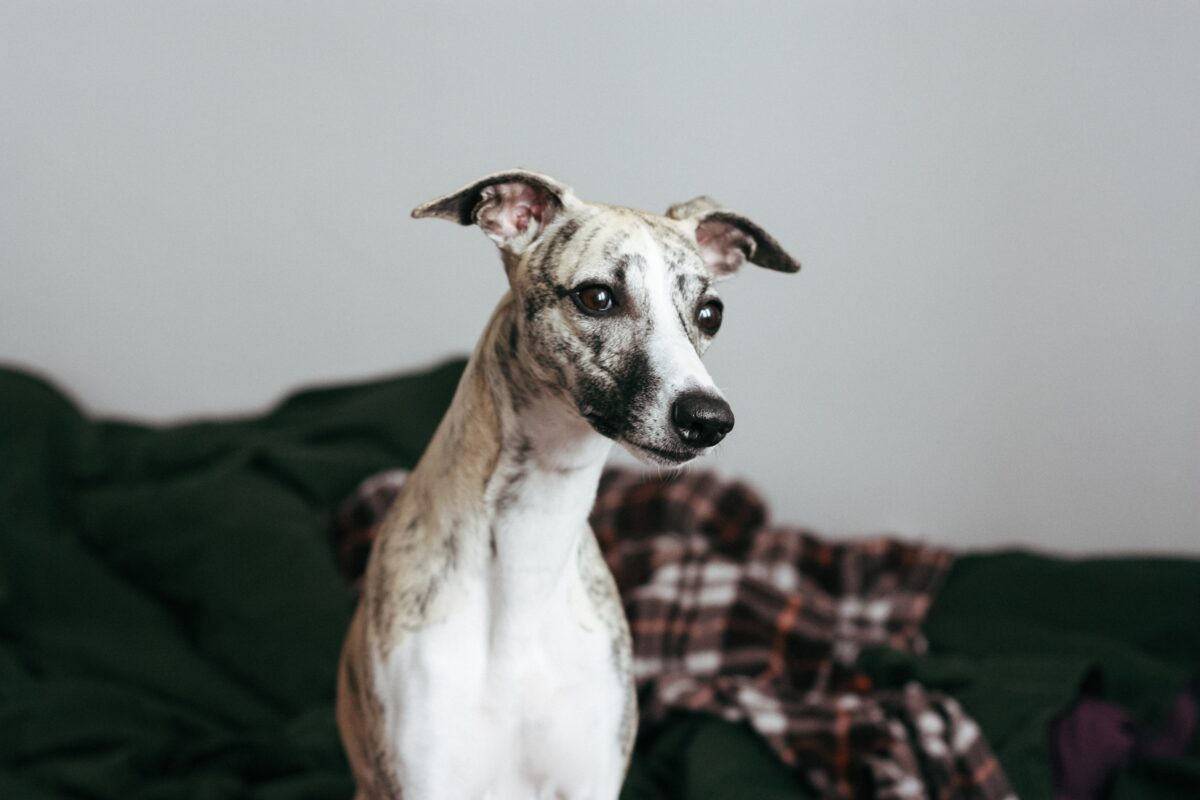 Whippet