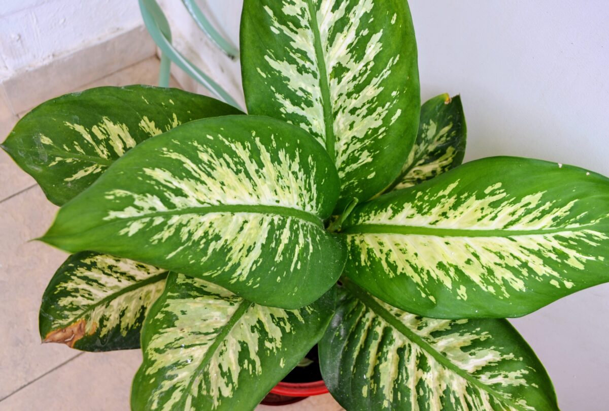 dieffenbachia