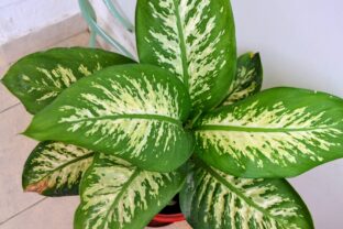 dieffenbachia