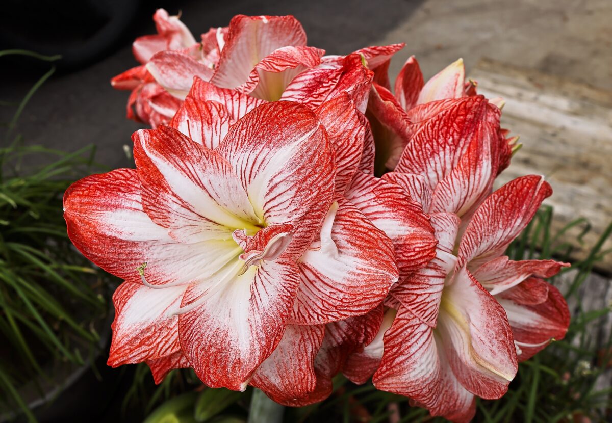 Amaryllis