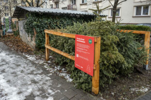 BRATISLAVA: Zber vianočných stromčekov