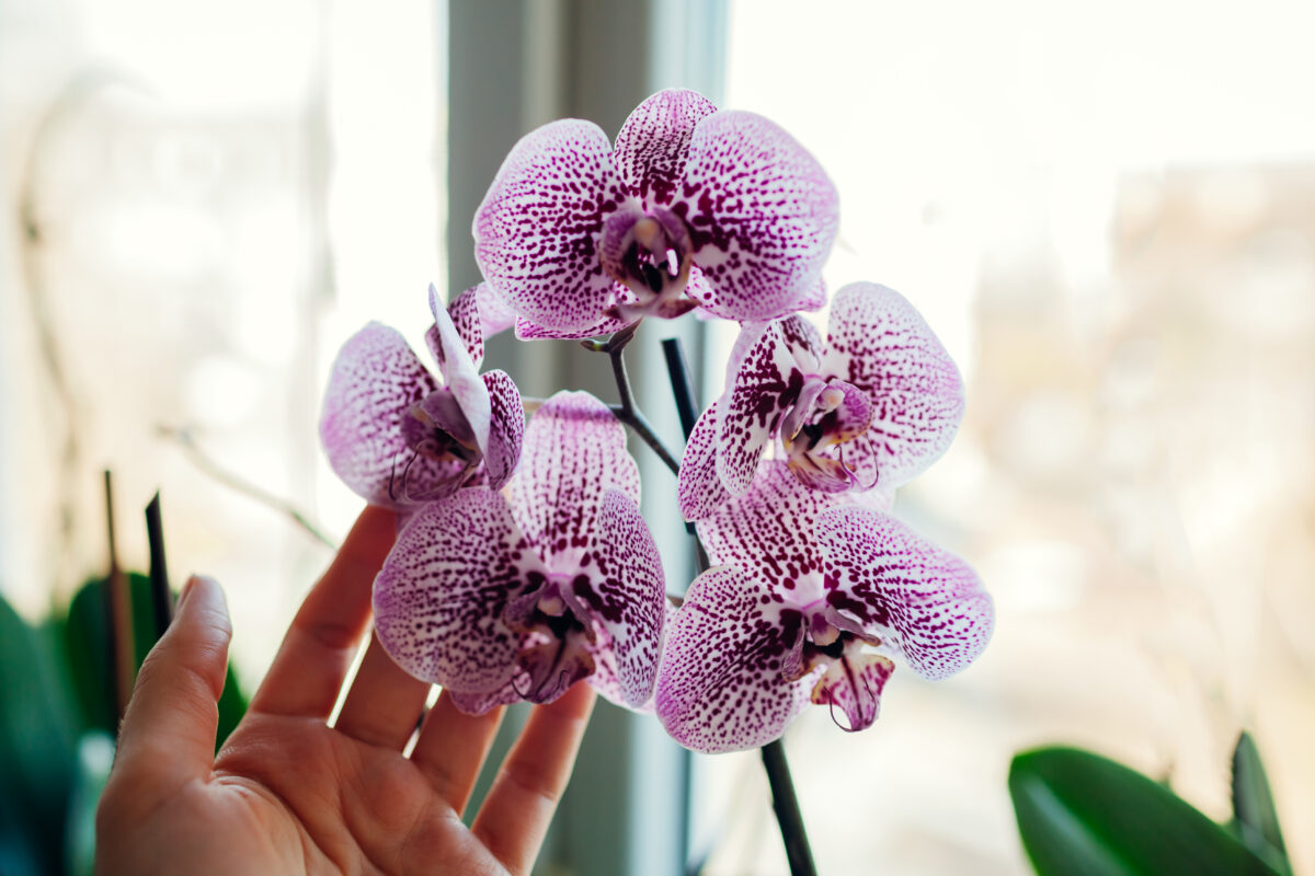 orchidea