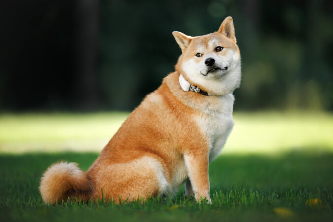 Shiba inu