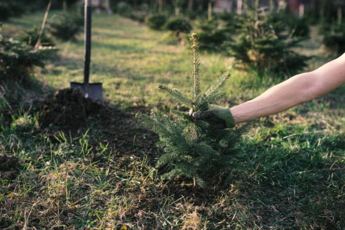 Worker plant a young tree in the garden. Small plantation for a christmas tree. Picea pungens and Abies nordmanniana. Spruce and fir.