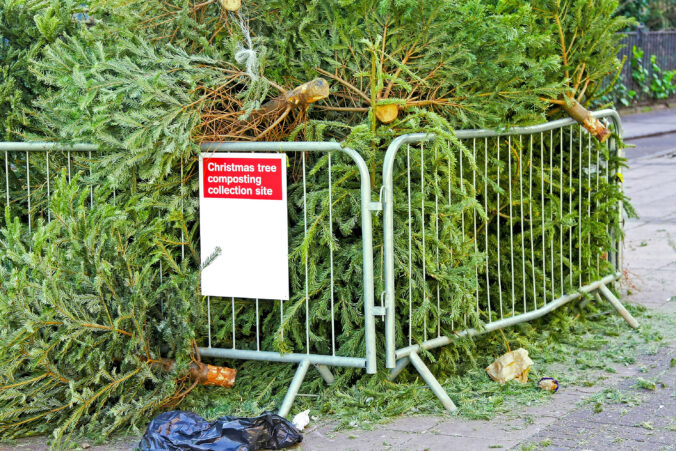 Christmas tree composting