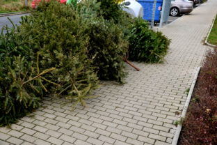 After Christmas, there are plenty of Christmas trees on the streets and in garbage cans. Before being taken to the incinerator to the power plant, they lie on the road and endanger traffic, chipped