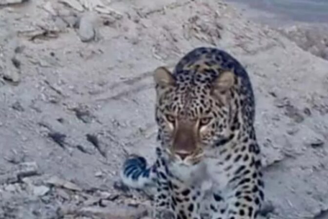 Leopard perzský