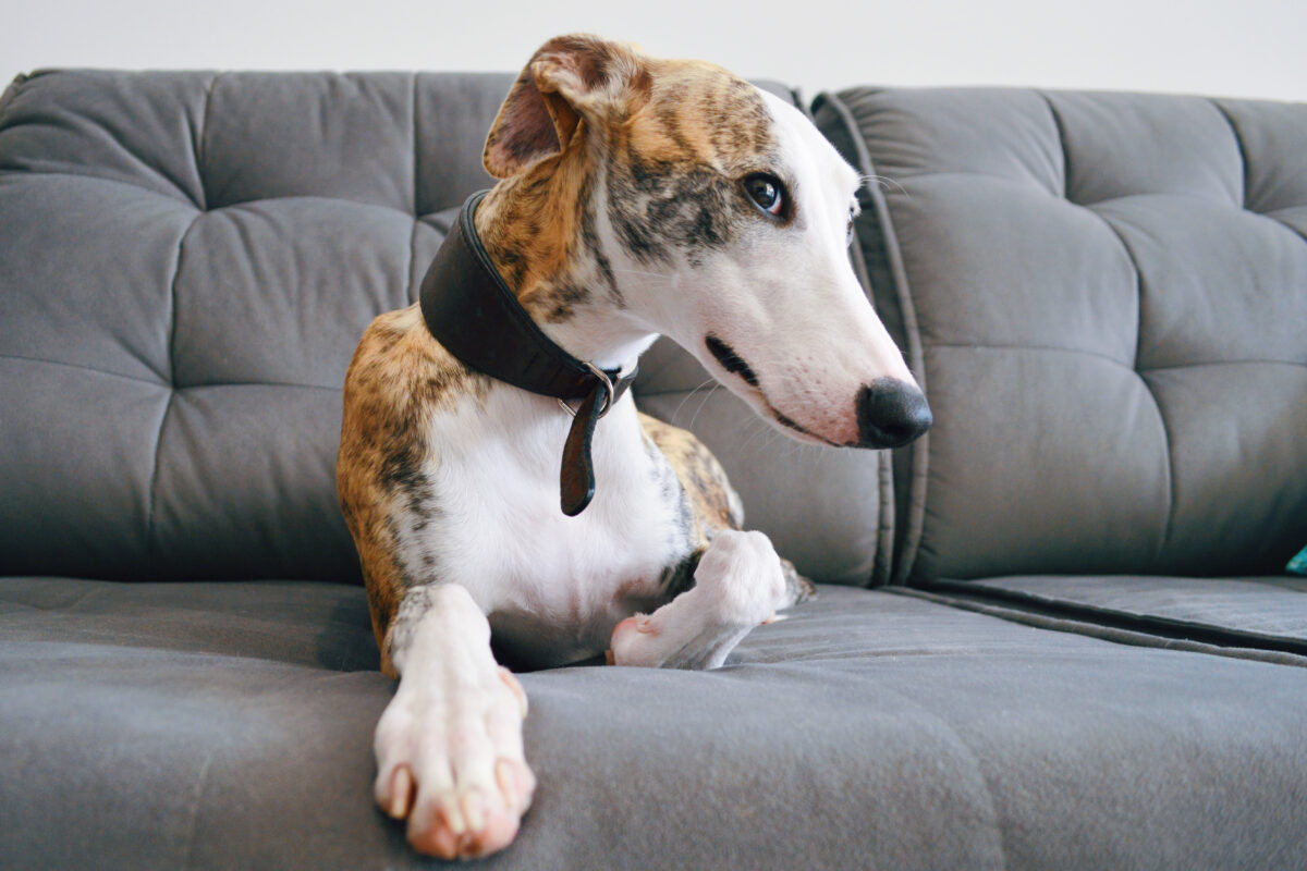 Whippet