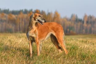 saluki