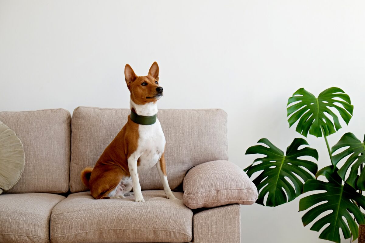 Basenji