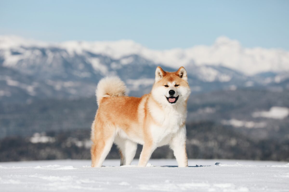 akita inu