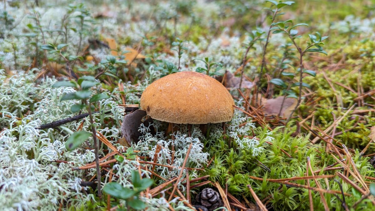 Suillus variegatus