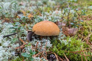 Suillus variegatus