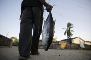 Climate Indian Ocean Tuna