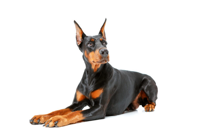 Doberman