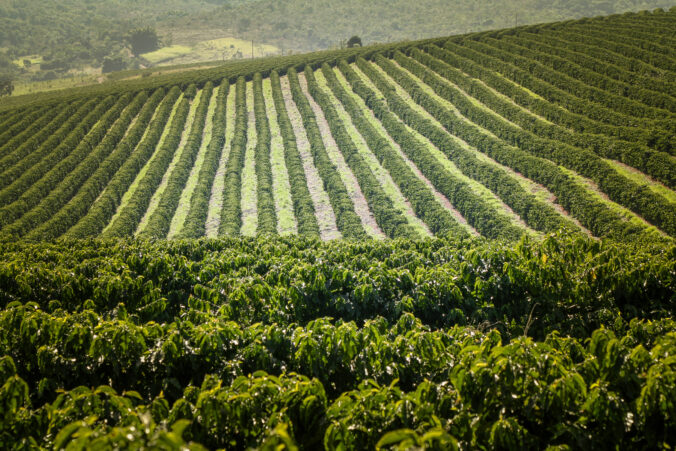 Farm coffee plantation in Brazil