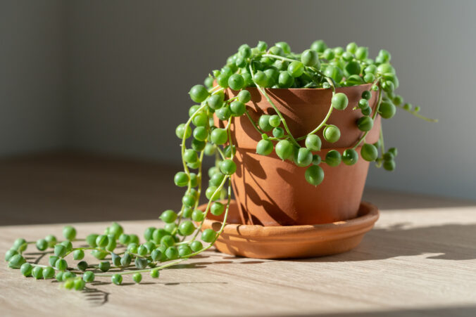 Senecio rowleyanus