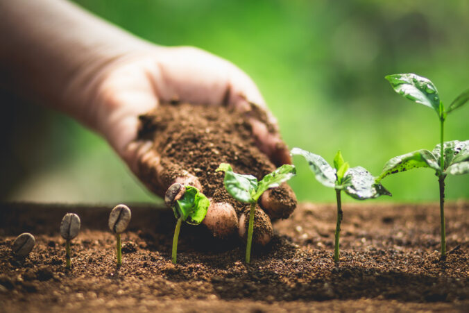 Plant Coffee seedlings in nature Close Up Of Fresh Green Plant