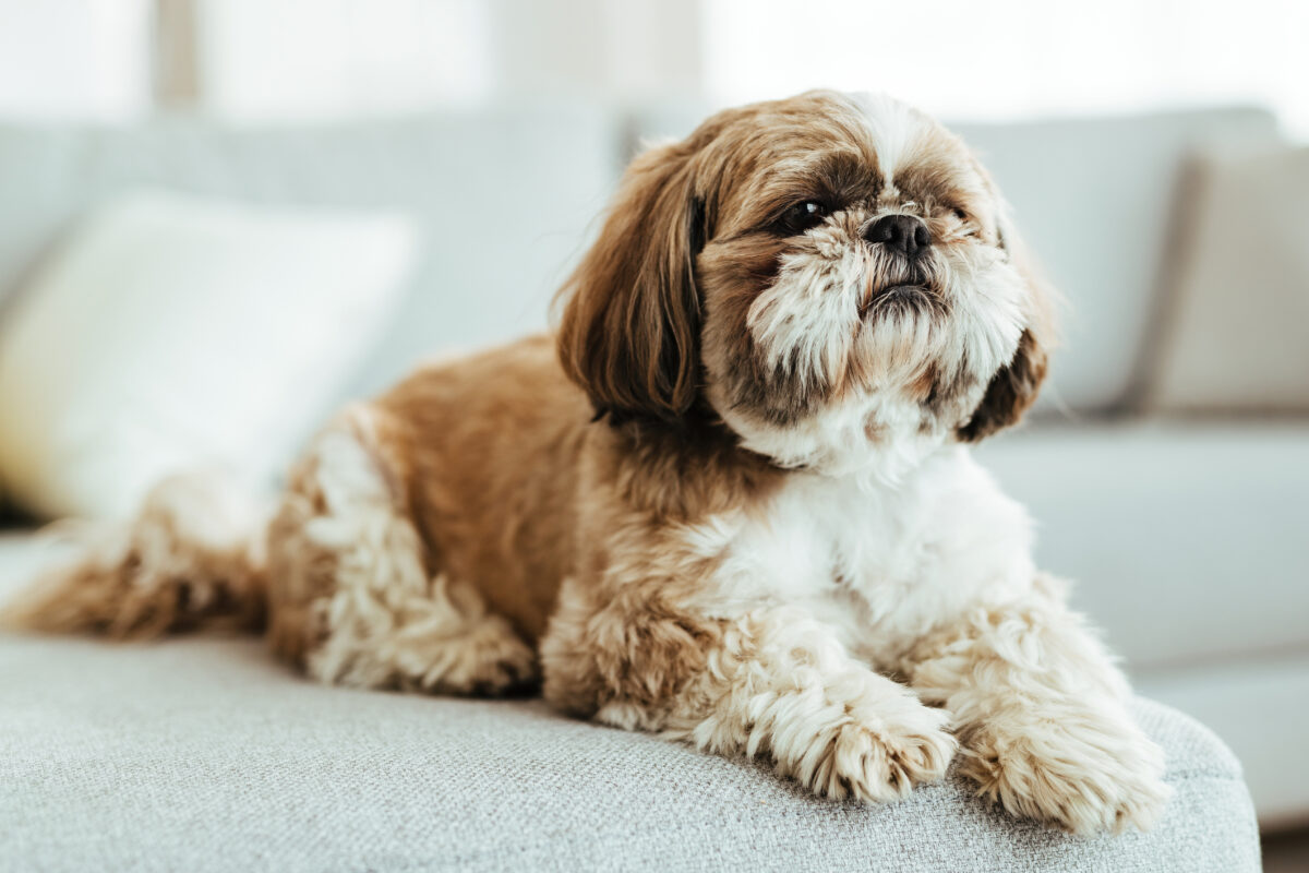 ShihTzu