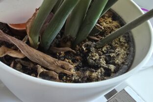 pleseň v kvetináči