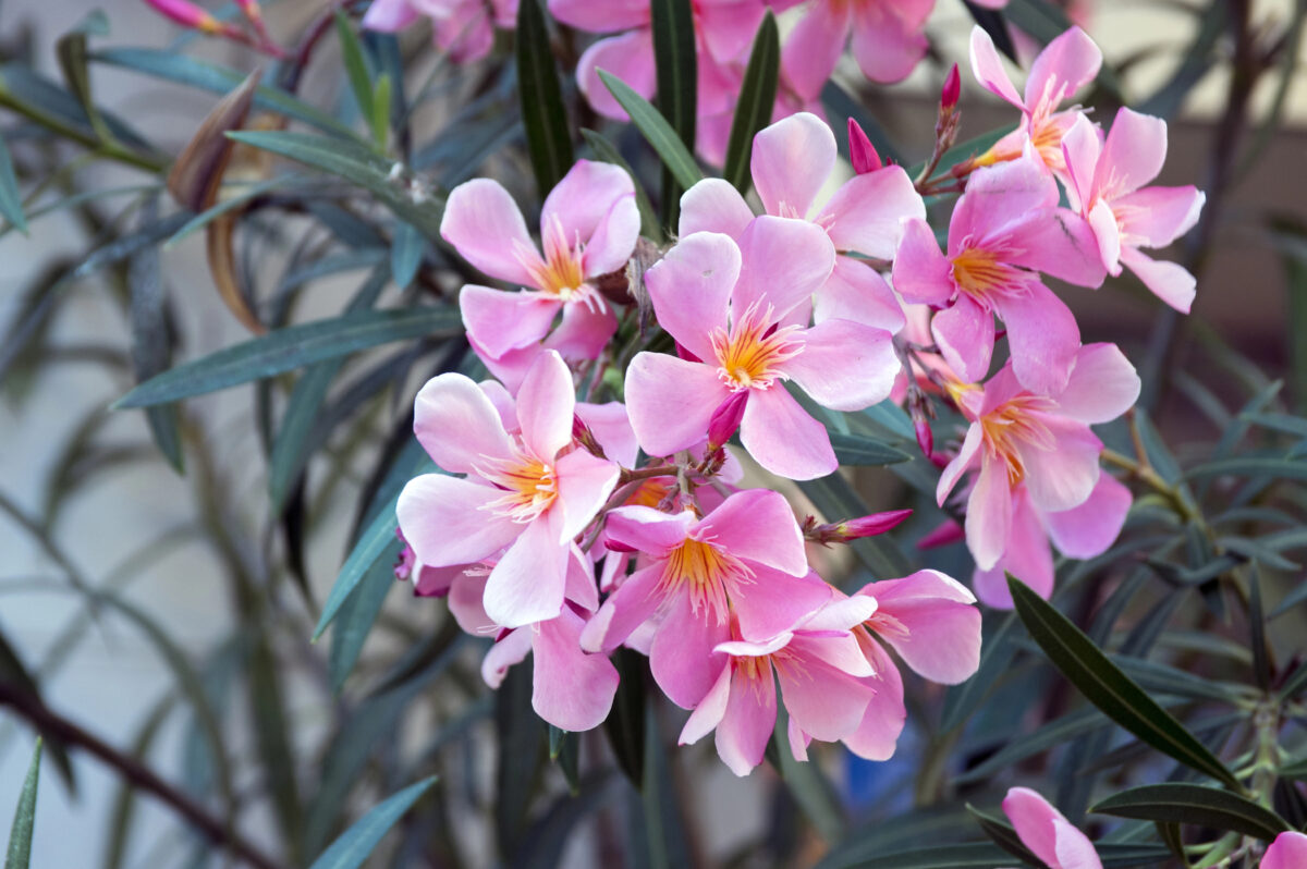 oleander