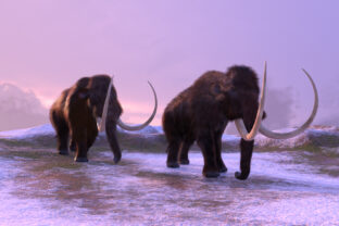 3D illustration of two mammoths