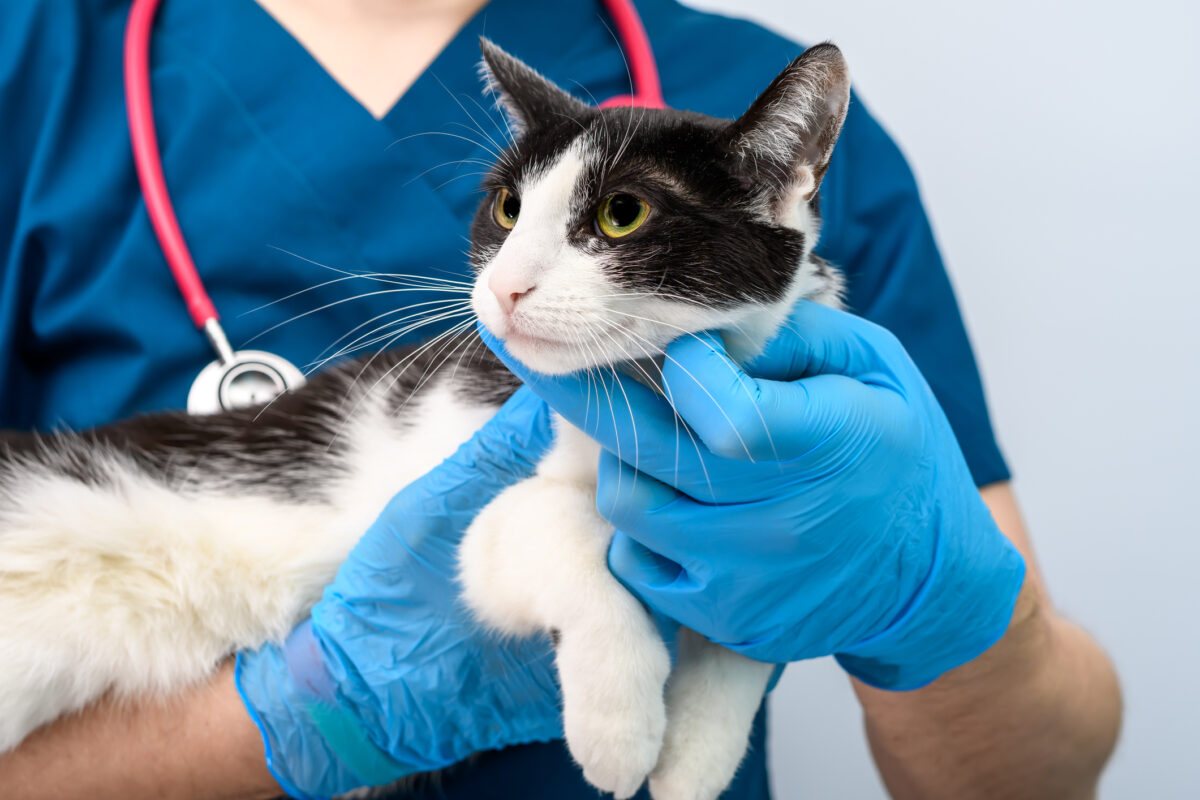 Mačka u veterinára na vyšetrení – diagnostika rakoviny u domácich zvierat