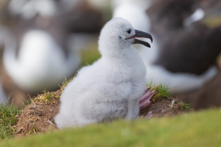Mláďa putujúceho albatrosa sediace v tráve na ostrove Marion, Južná Afrika