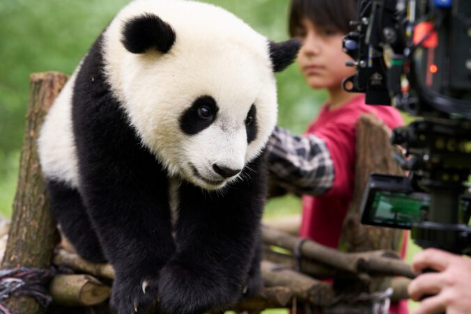 Panda a ja zdroj bontonfilm2.jpg