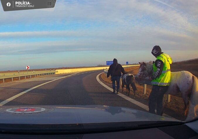 Poníky s majiteľmi na diaľnici D1 medzi Bratislavou a Trnavou.