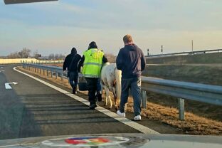 Poníky s majiteľmi na diaľnici D1 medzi Bratislavou a Trnavou.