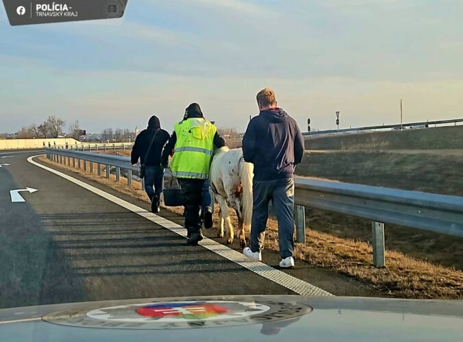 Poníky s majiteľmi na diaľnici D1 medzi Bratislavou a Trnavou.