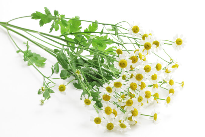 Feverfew,Flowers,On,White,Background