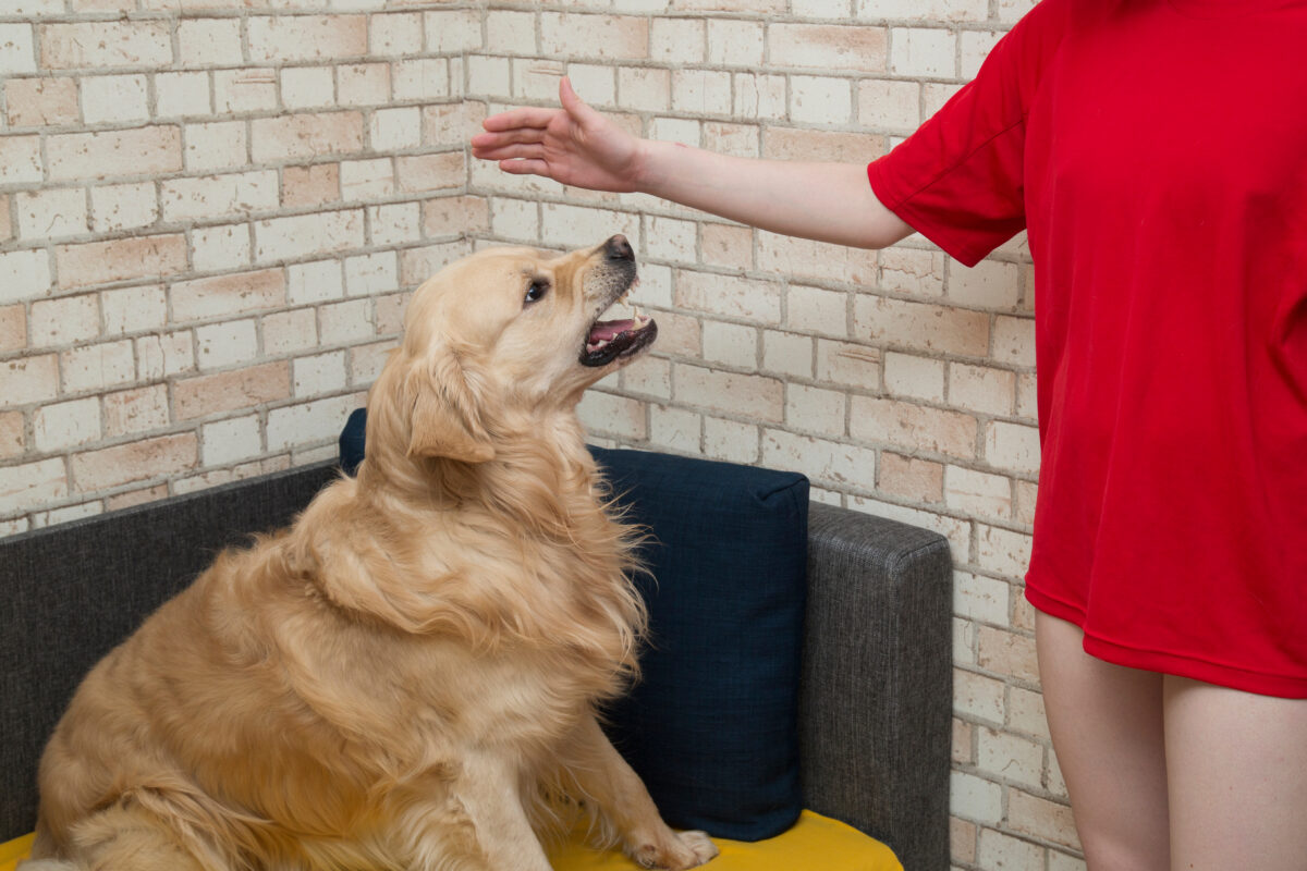 útok agresívneho psa