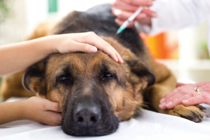 Pes u veterinára