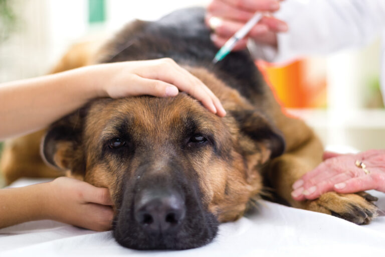 Pes u veterinára