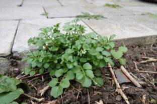 žerušnica chlpatá