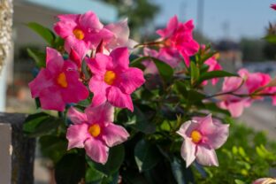 Mandevilla