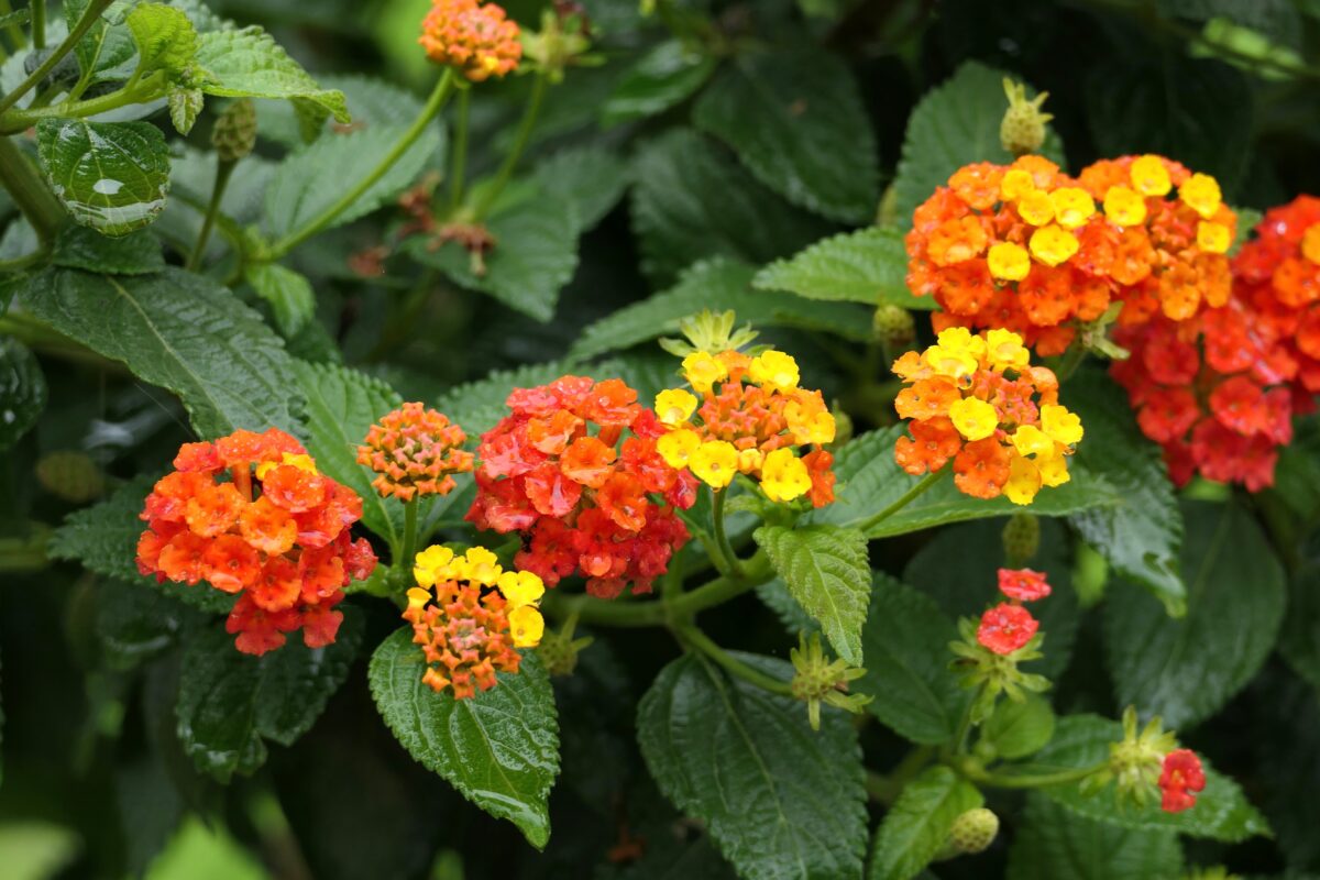 lantana menlivá