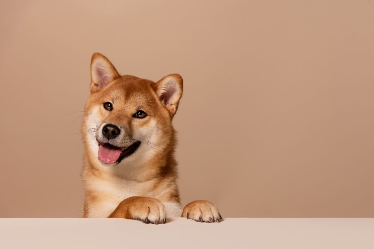 Shiba inu