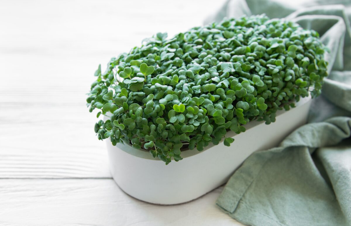 Microgreens