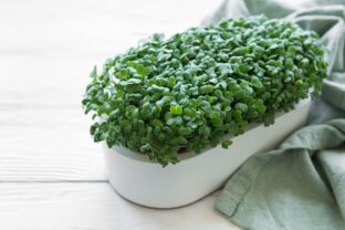 Microgreens