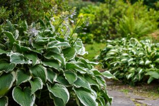 hosta