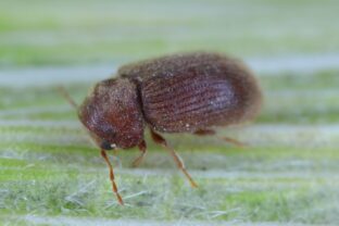 červotoč chlebový