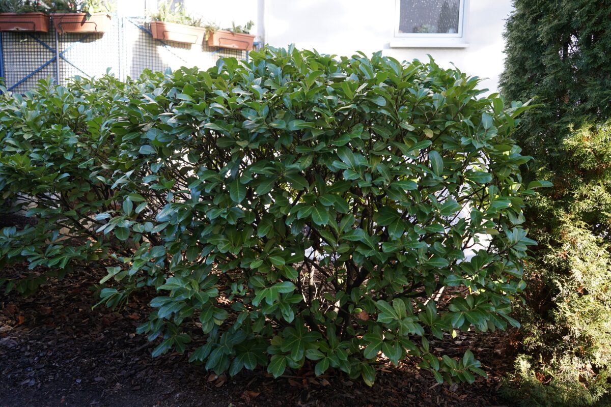 vavrínovec lekársky