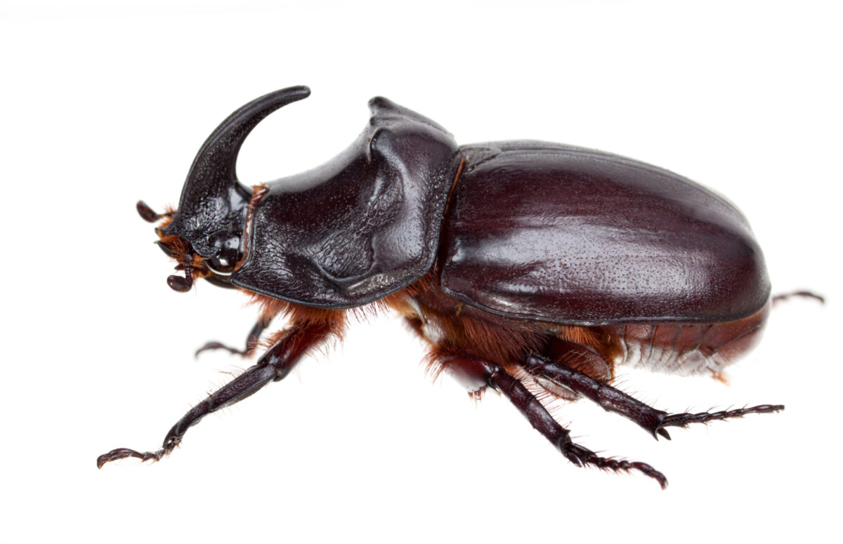 Nosorožtek obyčajný