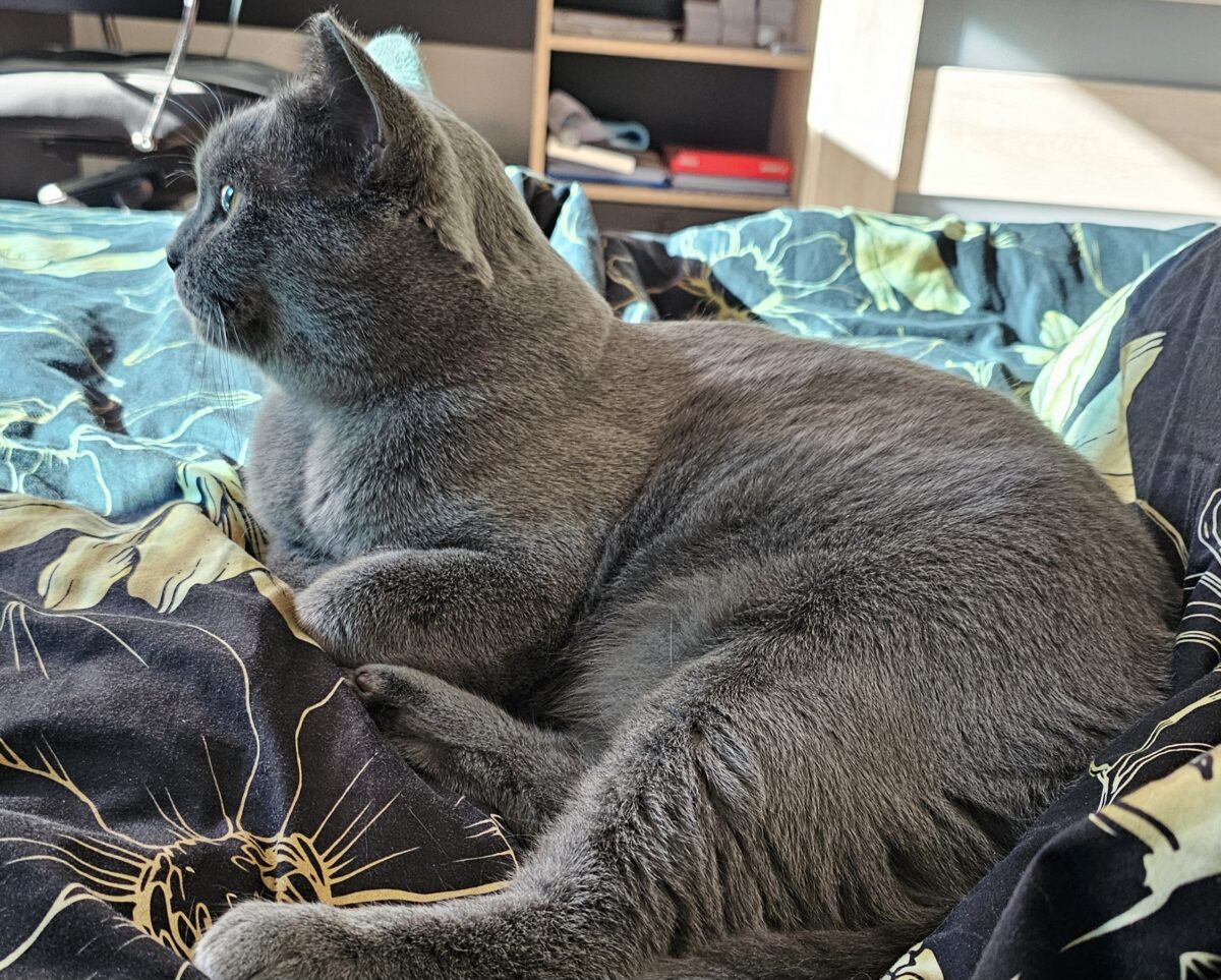 Previsnutá koža na mačacom brušku