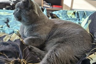 Previsnutá koža na mačacom brušku